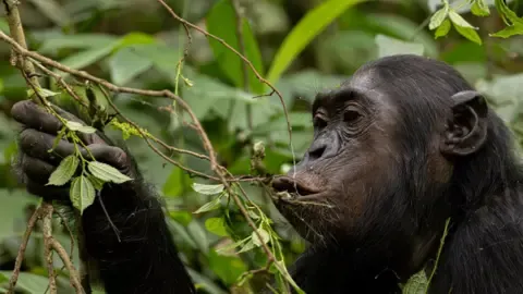 Wild Chimps Drinking an Amount Equal of a Beer Daily from Overripe Fruit, Research Reveals