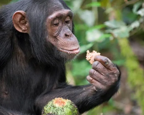 Wild Chimps Ingest Everyday Ethanol Comparable to a Lager from Ripe Fruit